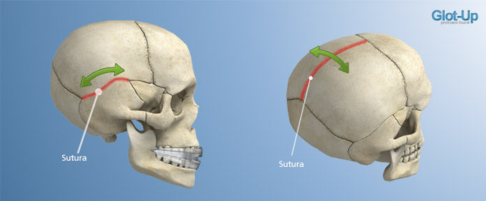 Movimiento del cráneo